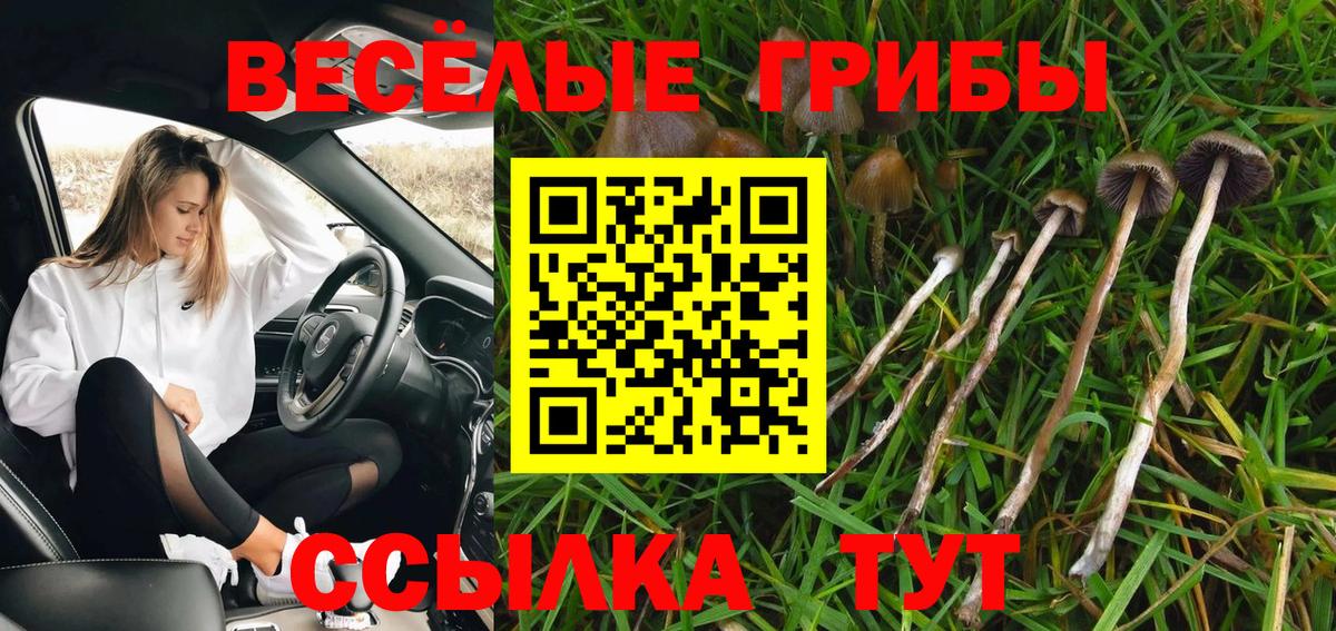 Псилоцибиновые грибы Cubensis Тулун